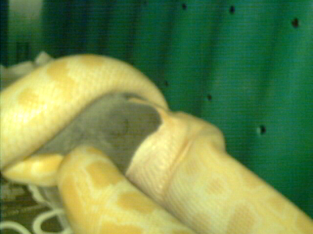Monte Eating Again