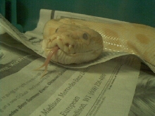 Monte Tongue Shot
