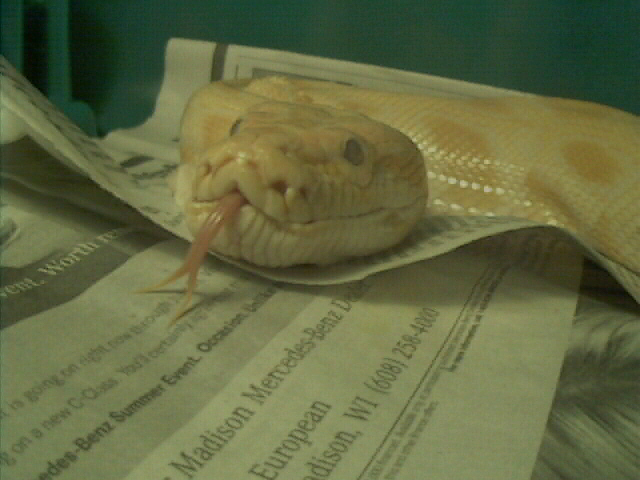 Monte Tongue Shot
