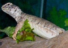 Little Uromastyx