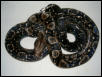unkown boa