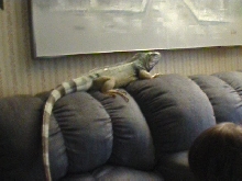 "Walter" on couch