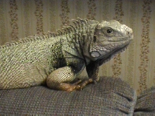 "Walter"
