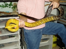 WC Yellow Head Female