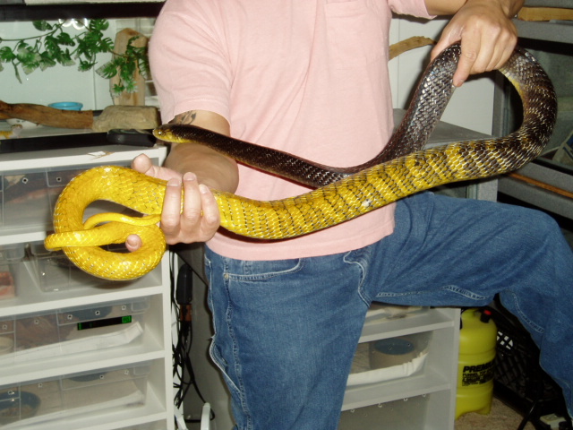 WC Yellow Head Female