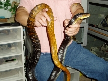 7 1/2 Foot WC Male YT Cribo