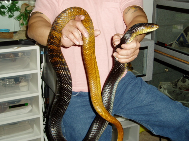 7 1/2 Foot WC Male YT Cribo