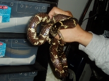 Easter Kingsnake