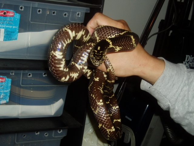 Easter Kingsnake