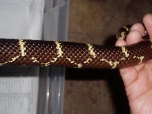 Easter Kingsnake Pattern