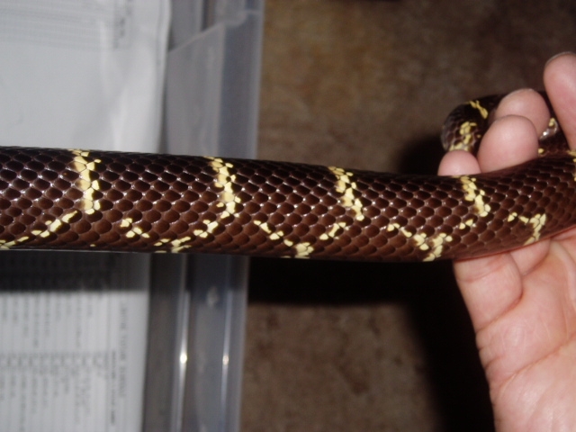 Easter Kingsnake Pattern