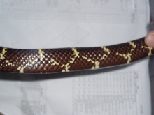 Easter Kingsnake Pattern