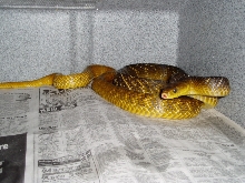HIgh Yellow WC Male YT Cribo
