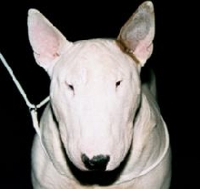 Bullywood Blazing Star