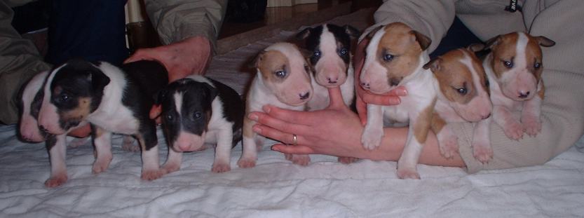 3 weeks old