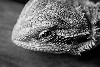 BW beardie