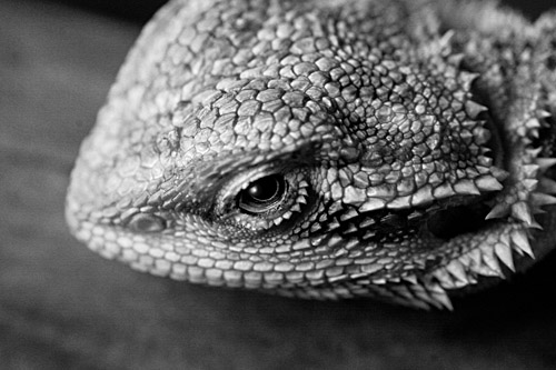BW beardie