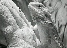 Infrared beardie