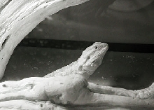 infrared beardie 2