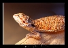 my new orange bearded 2