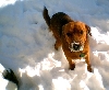 dodgersnow