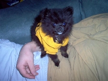 Tobisweater2