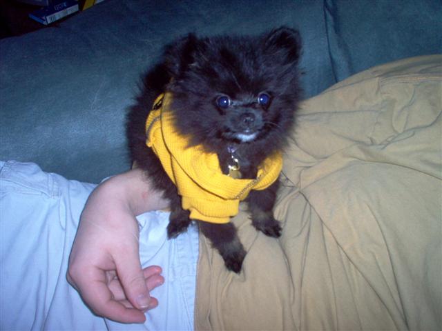 Tobisweater2