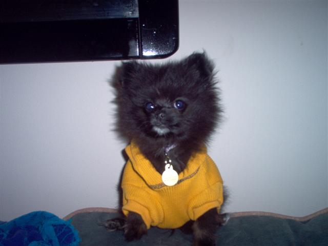 Tobisweater