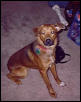 Dodger