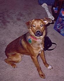 Dodger
