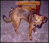 Dodger again