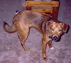 Dodger again