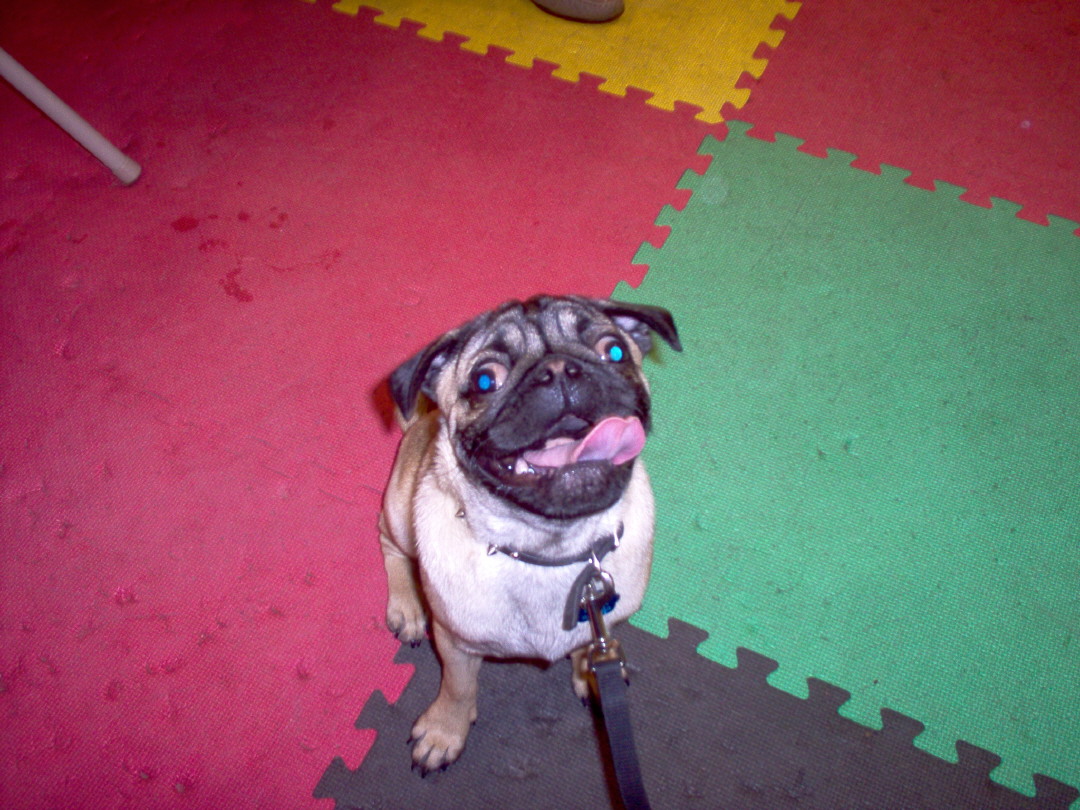 Oscar all smiles