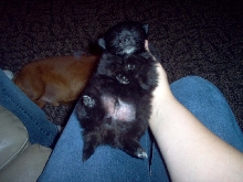 Tobi again