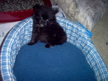 Tobi in his bed