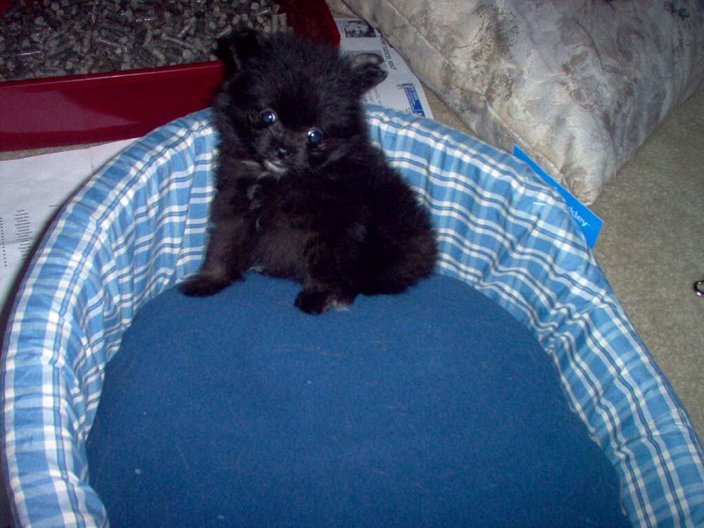 Tobi in his bed
