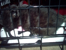 Tobi sleeping on his cow