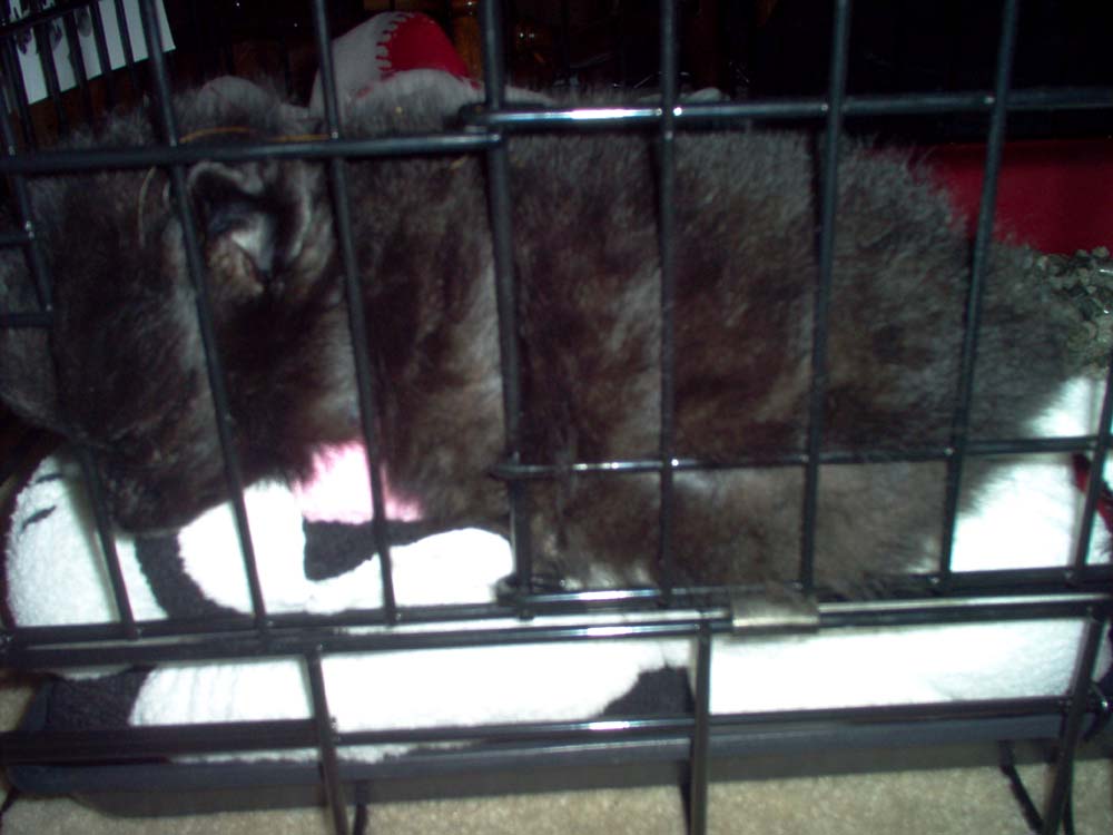 Tobi sleeping on his cow