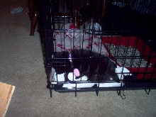 Tobi in cage