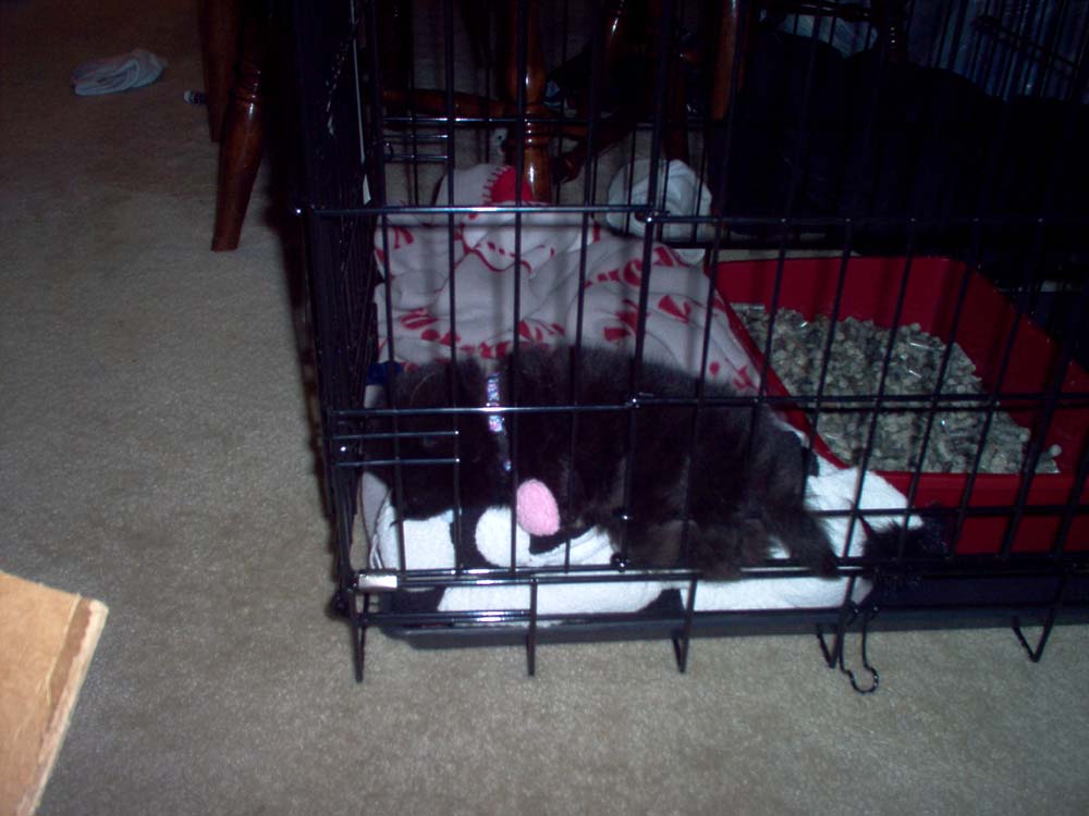 Tobi in cage