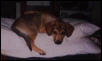 libby
