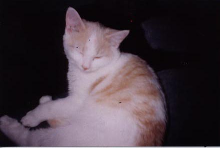 Zeke