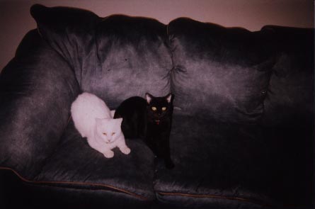 Kodi and Clover
