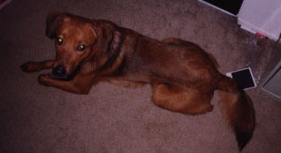 Dodger