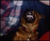 Goofy Dodger