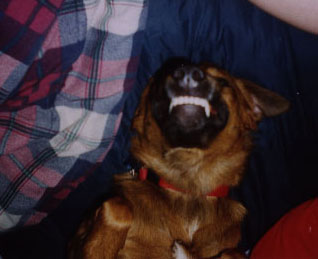 Goofy Dodger