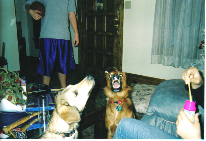 Dodger biting at a bubble