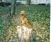 Dodger on stump