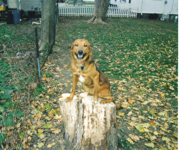 Dodger on stump