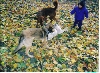 dogs playing